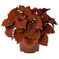 Palettblad Coleus